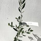 オリーブ 苗木 フラントイオ 12cmポット苗 3年生苗 オリーブ 苗