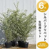 シルバープリペット 生垣用 8本セット 庭木 常緑樹 生垣 目隠し
