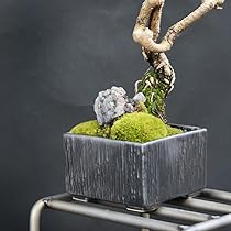 Amazon | Leaf88 盆栽鉢 10x10x6.5cm 3.5号 4号 グレー 植木鉢 和風 