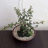 盆栽セット：コトネアスター ノーブランド品