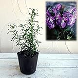 ローズマリー（立性）：トスカナブルー3号ポット 4株セット[ハーブ苗]