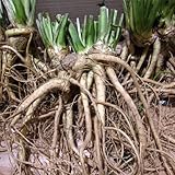 ワサビダイコン（ホースラディッシュ）3号ポット2株セット[野菜やさい]