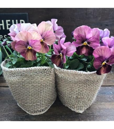 や*い様 ビオラパンジー すみれ図鑑② Amazon.co.jp: すみれ図鑑 2苗