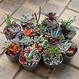 多肉植物・寄せ植え2.5号ポット 12株セット ノーブランド品