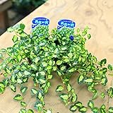 花苗：フィカス プミラ*月夜の光【2個セット】