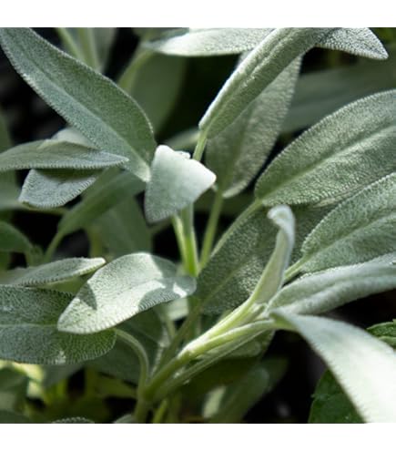 【2本】ホワイトセージ（サルビア・アピアナ）ホワイトセージ苗　ハーブ　ハーブ苗 園芸ネット本店｜セージ：ホワイトセージ3-3.5号ポット2株セット の