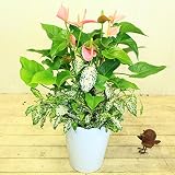 寄せ植え　鉢花　観葉植物：アンスリュウム　寄せ植え*ゴットセファイアナ　陶器鉢 (ピンク)