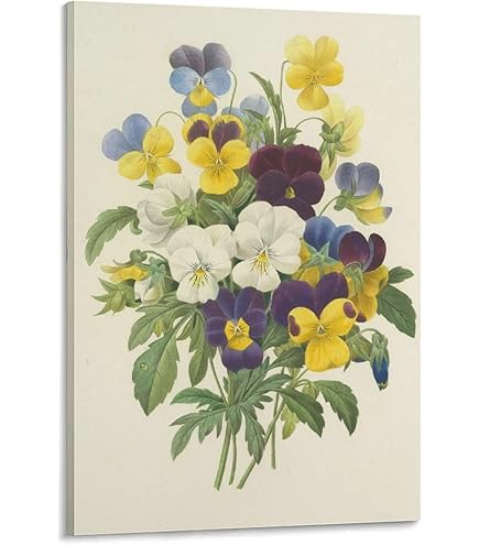 Amazon.co.jp: Pierre-Joseph Redoutéピエール＝ジョゼフ・ルドゥーテ