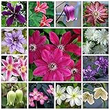 クレマチス 苗4本セット 専門店セレクション 送料無料 数量限定