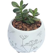 金のなる木　大株　鉢付き　高さ77㌢　横60㌢ 楽天市場】お金のなる木2025年は大きい金のなる木 鉢植え 花月