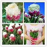 10 /袋チューリップの種、希少なアイスクリーム。装飾用のホームGarden.Bonsai所のフラワー種子チューリップ