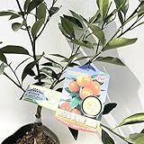 キンカン 苗木 選抜ぷちまる（PVP） 15cmポット苗 きんかん 苗 金柑