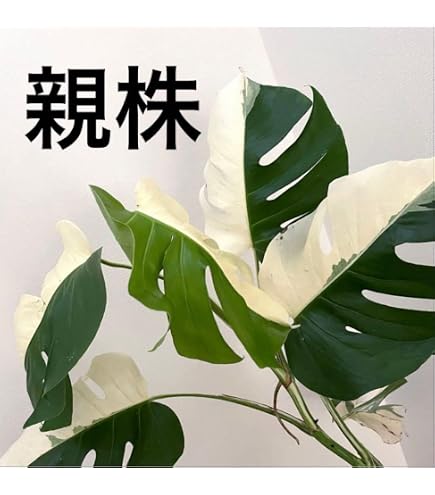 Amazon.co.jp: 斑入りガジュマル 黄斑 曙斑 挿し穂1本 : DIY・工具