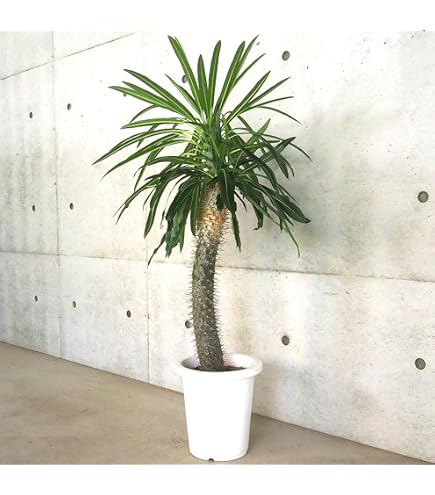Amazon.co.jp: ユッカロストラータ 実生苗 抜き苗 0705 : DIY・工具 
