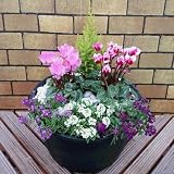 産地製作品 冬の玄関を飾る寄せ植えPart1 高規格シクラメンを使用した冬の鉢花・完成品 玄関先にドカンと飾ってください。初夏まで楽しめますよ！ ＊お届け先地域によっては別途送料が発生する場合がありま