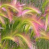 推進* 100個アワ大麦美しい装飾用の草の種子（オオムギJubatum）、希少な庭の花の種