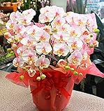 胡蝶蘭 【光触媒】 造花 淡いピンク ミディ５本立て 【ＣＴ触媒加工】 枯れない胡蝶蘭