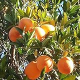 ブラッドオレンジ 苗 【ブラッドオレンジ モロ】2年生 接ぎ木 スリット鉢植え