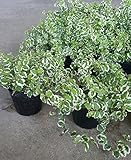 【特選観葉苗セット販売】プミラ　斑入り ２４ポットセット （３号） 【まとめ売り】