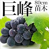 ぶどう 巨峰 苗木 苗 果樹 果樹苗 1年生