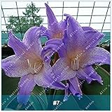 2本アマリリス盆栽球根バルバドスユリシーズバルコニーフラワーヒッパスタイル球根水耕栽培根鉢植え花7