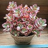 紅ミセバヤ ☆ 多肉植物