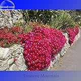 TS193xT3：2018新着アイテム！ヒアイルムレアグラウンドカバー菊（黄色ピンクレッド混在色々）ハーディ種子 - （カラーTS193xT3）