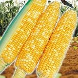 【メール便配送】　国華園　野菜たね　トウモロコシ　F1スーパースイートバイカラー　1袋(50ml)【※発送が国華園からの場合のみ正規品です】
