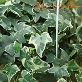 観葉植物：アイビー　ヘデラ吊り鉢*品種選べます。 (グレイシャー)