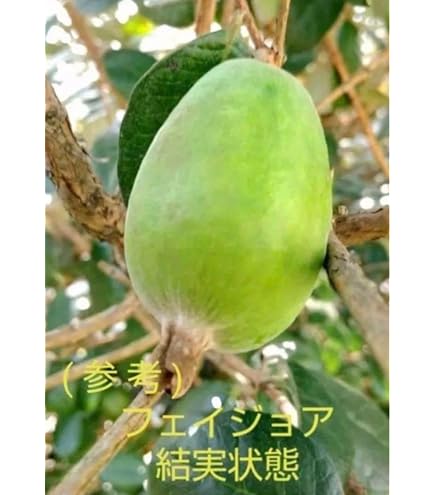 Amazon.co.jp: フェイジョア：実生苗3.5号ポット 2株セット[花も実も
