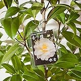 椿 大苗 水吉椿 5～10年生苗 みずよしつばき ツバキ 大苗 つばき