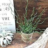 ラセンイ　観葉植物