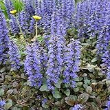 アジュガ レプタンス：パープレア 3号ポット3株セット