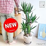 LAND PLANTS 青年の木 ユッカ 茶色エッグポット
