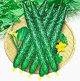 1 Pack 200 Cucumber Seeds Cucumis Sativus Cuke Seeds, Green vegetable Seeds garden supplies
