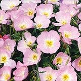【メール便配送】　国華園　花たね　多年草　昼咲月見草　1袋(300粒)【※発送が国華園からの場合のみ正規品です】
