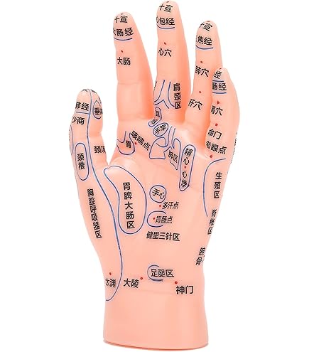 Amazon.co.jp: 人体模型 手・足 経穴・反射区模型セット : 産業・研究