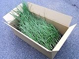 玉ねぎ苗 ネオアース 中晩生種 トレー植え