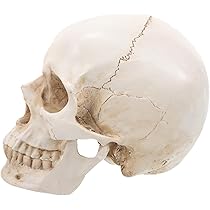 メノウの頭蓋骨細工　芸術的　台付き１個 a21-0.5_f1-min.JPG