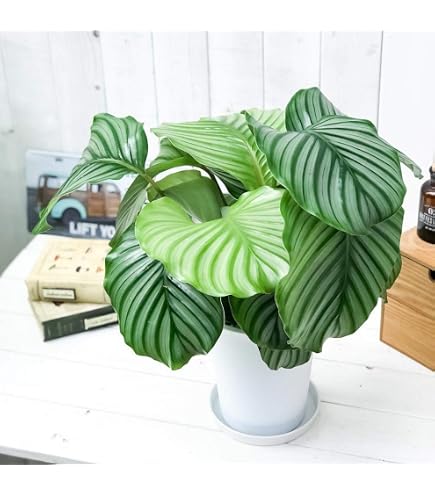 Amazon｜希少 美株 カラテア 観葉植物 マラント クロアマンニー 鉢ごと