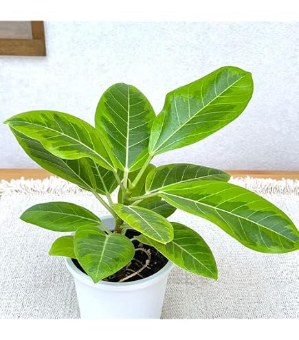 Amazon｜観葉植物 フィカス アルテシマ苗 斑入り 4｜観葉植物