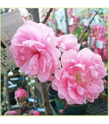 墨の一牡丹 苗木 楽天市場】ボタン(牡丹) 苗木 墨の一 （スミノイチ）7号 : 千草園芸