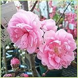 花桃の苗木　矢口桃（ピンク）