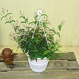 観葉植物：ハゴロモジャスミン*吊り鉢