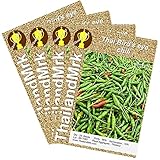 唐辛子 Thai Bird's eye chili Capsicum annuum 4 Bulk ThailandMrk