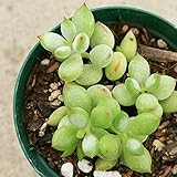 ペンデンス 7.5cmポット コチレドン Cotyledon Pendens 福岡県産 多肉植物 多肉 観葉植物 インテリアグリーン 寄せ植えに