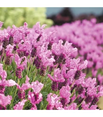 Amazon.co.jp: ラベンダー 苗 レースラベンダー 香る 四季咲き性 2個