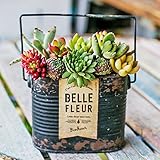 多肉植物 寄せ植え taniku シャビー ラベル 缶 スクエア Mサイズ （ ブラック 柄 ）