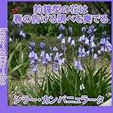 ◆ 【春を呼ぶ花】 シラーカンパニュラータ　ＭＩＸ 【オランダからの花便り】【秋植え球根】