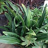 万年青 （おもと）：緑葉（造園用）5号ポット[庭植え・公共植栽用の一般的なオモトです] ノーブランド品